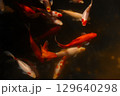 Stunning Underwater Scene Featuring Colorful Goldfish Swimming Gracefully in a Dark Pool Enveloped in Mysterious Light and Shadows Highlights the Beauty of Nature 129640298