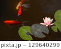 Serene Underwater Scene Depicting Vibrant Goldfish Swimming Alongside Gentle Pink Water Lily Flower and Green Lily Pads on Calm Dark Water Surface 129640299