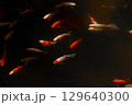A Serene Underwater Scene with Colorful Goldfish Swimming Gracefully in a Dark Pond, Captured in Stunning Detail to Highlight Their Beauty and Unique Patterns 129640300