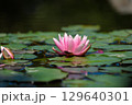 A Serene Pink Water Lily Blooming on a Sunny Day Surrounded by Green Lily Pads Floating in Clear Water Reflecting Nature's Beauty and Tranquility in a Peaceful Aquatic Environment 129640301