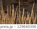 Golden Strands of Tall Grasses Against a Rustic Background Illustrating the Beauty and Diversity of Nature's Textures and Colors in the Landscape 129640306