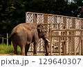 Majestic Elephant Roaming in a Natural Habitat Setting Behind Wooden Barriers, Showcasing Its Graceful Presence in a Captivating Outdoor Environment 129640307
