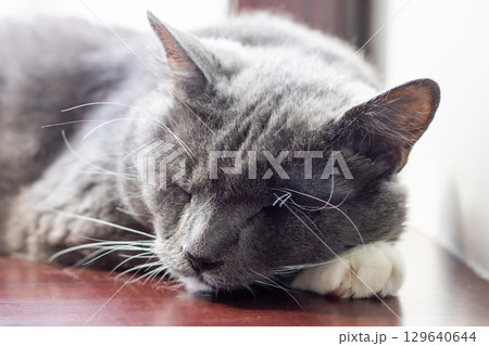 A Sleeping Gray Cat Resting Comfortably on a Wooden Surface 129640644