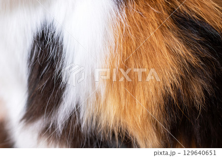 A Detailed CloseUp of a Gorgeous and MultiColored Animal Fur A Detailed CloseUp of a Gorgeous and MultiColored Animal Fur 129640651