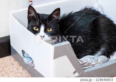 Curious Black and White Cat Relaxing in a Cardboard Box 129640653