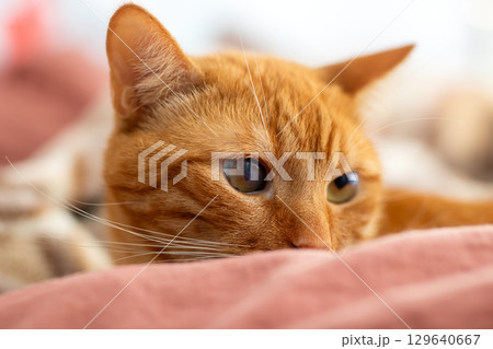 Close-Up of an Adorable Orange Cat Relaxing on a Soft Blanket 129640667