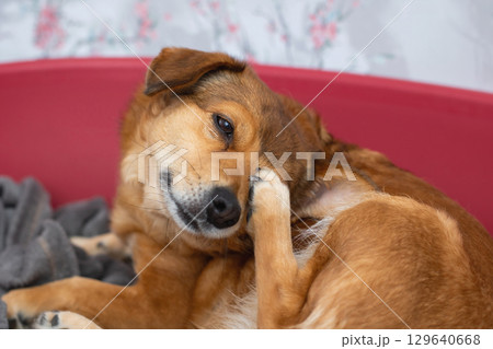 A Playful Dog Happily Enjoying a Cozy Moment in Its Soft Bed 129640668