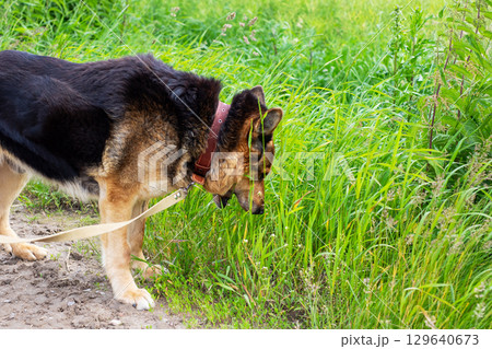A dog is taking its time sniffing the lush green grass in nature 129640673
