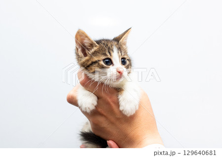 Adorable Kitten Being Held Against White Background Adorable Kitten Being Held Against White Background 129640681