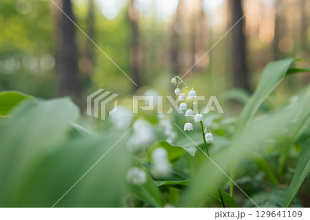 Close up on lily of the valley flower blooming in pine forest. Beautiful spring flowers (Convallaria majalis) in forest Close up on lily of the valley flower blooming in pine forest. Beautiful spring flowers (Convallaria majalis) in forest 129641109