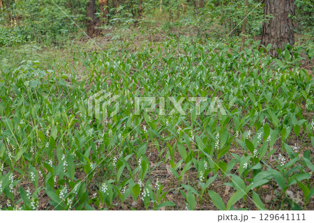 Clearing in the woods with many blooming lily of the valley flowers. Spring time, Convallaria majalis in full bloom in pine forest Clearing in the woods with many blooming lily of the valley flowers. Spring time, Convallaria majalis in full bloom in pine forest 129641111