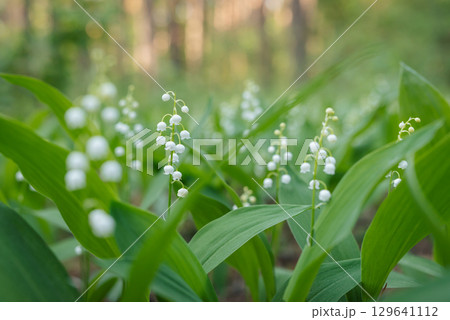 Close up of lily of the valley flowers in bloom in spring pine forest. Calm evening in forest, blooming lily of the valley in full bloom Close up of lily of the valley flowers in bloom in spring pine forest. Calm evening in forest, blooming lily of the valley in full bloom 129641112