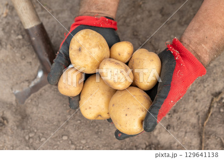 Rich harvest of potato in private garden. Just dug out of soil white pototoes Rich harvest of potato in private garden. Just dug out of soil white pototoes 129641138
