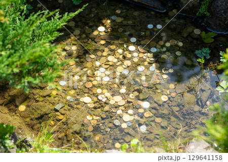 Coins into the dirty pond to return to this place. Many coins in pond thrown for luck 129641158