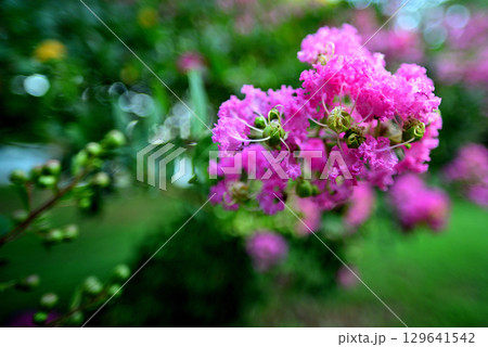 代々木公園　さるすべりの木 129641542