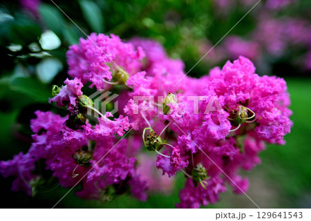 代々木公園　さるすべりの木 129641543