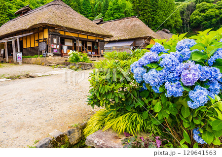 山村のかやぶきの里に咲く紫陽花 129641563