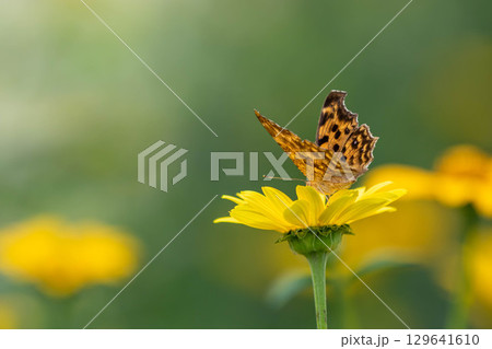 花にとまるエルタテハ 129641610