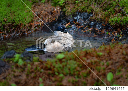 富士山等の高山や冬の公園で見られる赤いかわいらしい小鳥ウソ 129641665