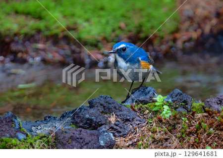 初夏に富士山等高山帯で、冬に公園等で見られる身近な野鳥、青い美しい小鳥ルリビタキ 初夏に富士山等高山帯で、冬に公園等で見られる身近な野鳥、青い美しい小鳥ルリビタキ 129641681