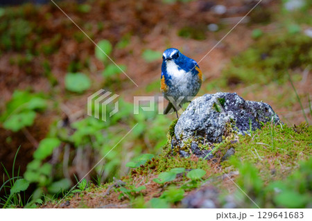 初夏に富士山等高山帯で、冬に公園等で見られる身近な野鳥、青い美しい小鳥ルリビタキ 初夏に富士山等高山帯で、冬に公園等で見られる身近な野鳥、青い美しい小鳥ルリビタキ 129641683