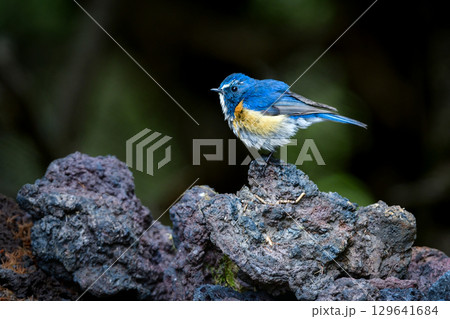 初夏に富士山等高山帯で、冬に公園等で見られる身近な野鳥、青い美しい小鳥ルリビタキ 129641684