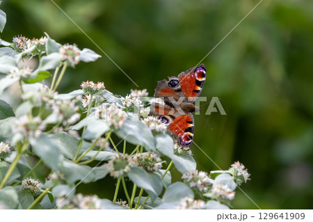 花にとまるクジャクチョウ 花にとまるクジャクチョウ 129641909