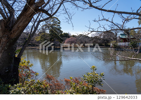 神奈川　鎌倉　鶴岡八幡宮 129642033