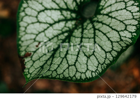 A detailed macro shot of a textured green and white leaf, highlighting its intricate patterns. The natural beauty of the plant is showcased. 129642179