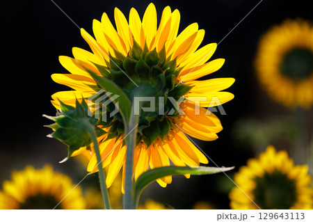 超夏色..ひまわり 超夏色..ひまわり 129643113