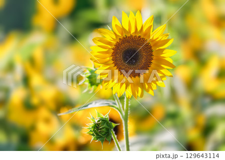 超夏色..ひまわり 超夏色..ひまわり 129643114