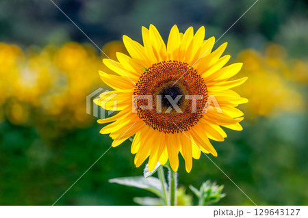 超夏色..ひまわり 超夏色..ひまわり 129643127
