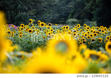 超夏色..ひまわり 超夏色..ひまわり 129643128