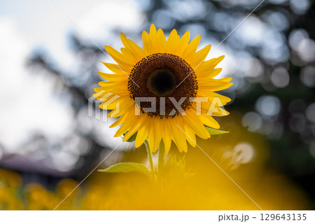 超夏色..ひまわり 129643135