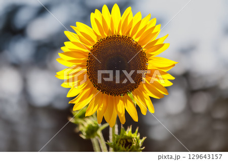 超夏色..ひまわり 129643157