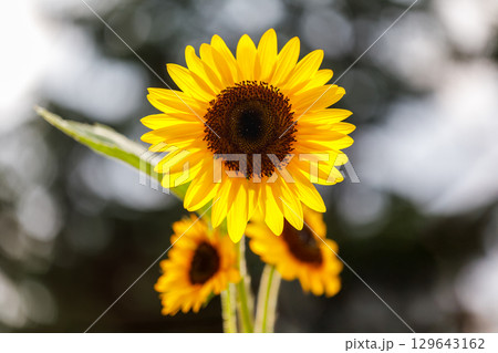 超夏色..ひまわり 129643162