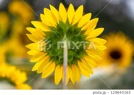 超夏色..ひまわり 129643163