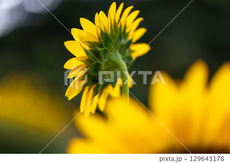 超夏色..ひまわり 129643178