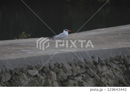 堤防に止まるオニアジサシ 129643442