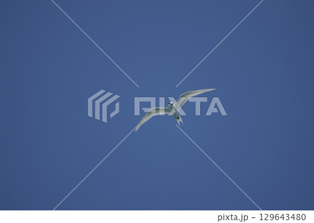 飛翔するエリグロアジサシ 129643480