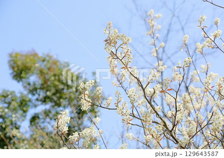 爽やか　ジューンベリーの花 129643587