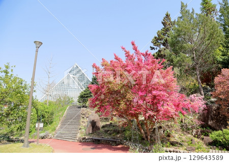 鮮やか ベニバナトキワマンサクの花 鮮やか ベニバナトキワマンサクの花 129643589