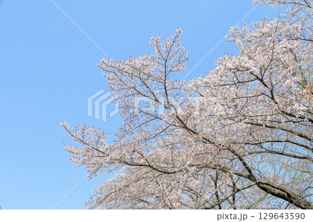 満開　　桜　ソメイヨシノの花 129643590