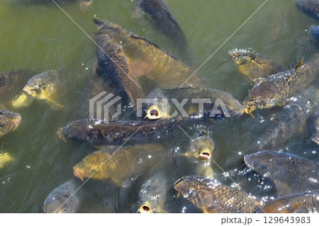 池で泳ぐ鯉 129643983