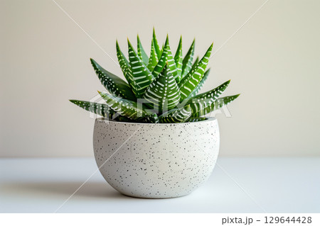 白い丸い鉢に植えられたハオルチアのクローズアップ 129644428