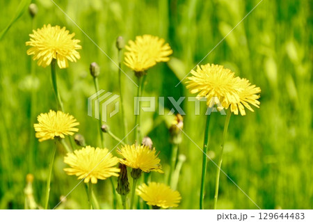 黄色いたんぽぽ（甲州街道駅 近く･モノレール通り／東京都日野市日野） 129644483