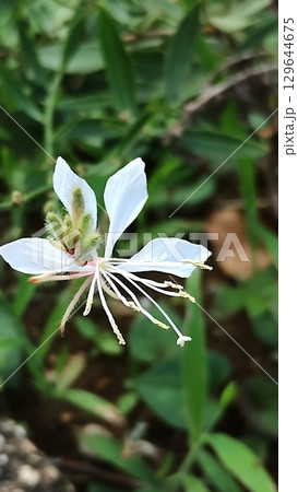 筑波実験植物園のガウラ 筑波実験植物園のガウラ 129644675