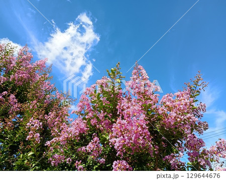 サルスベリ 129644676