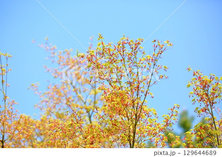 可愛い カエデの新芽 可愛い カエデの新芽 129644689