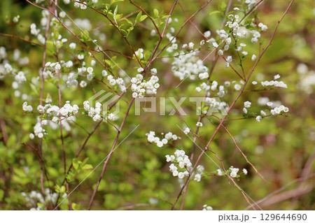 爽やか シジミバナの花 爽やか シジミバナの花 129644690